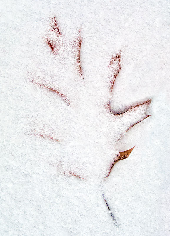 Snow Covered Leaf DSCF03702