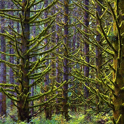 Mossy Limbs1