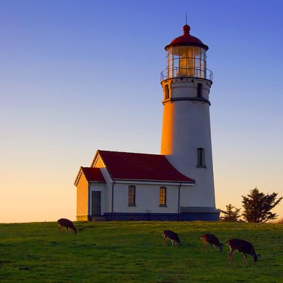 Deer Grazing Near Cape Blanco Lighthouse at Sunset