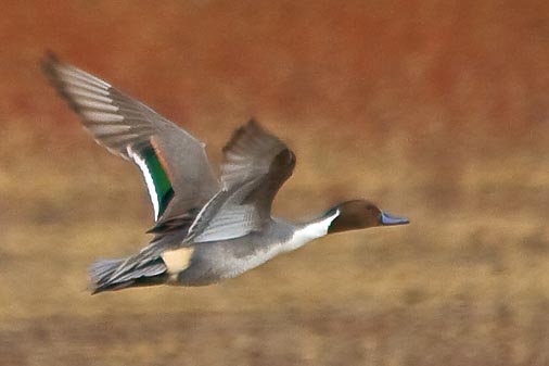 Duck In Flight 73012 (crop)