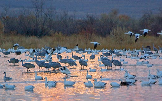 Bosque Roosting Pond 72954