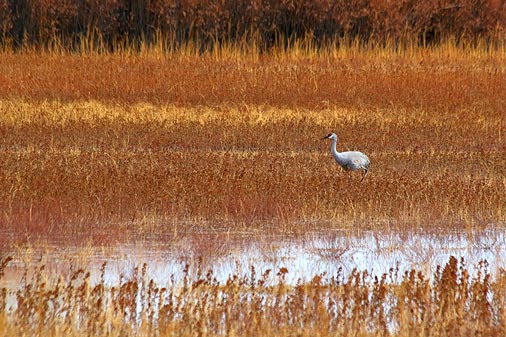 Lone Sandhill Crane 73011