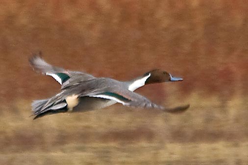 Duck In Flight 73013 (crop)