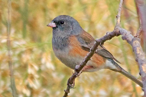 Dark-eyed Junco 73070 (crop)