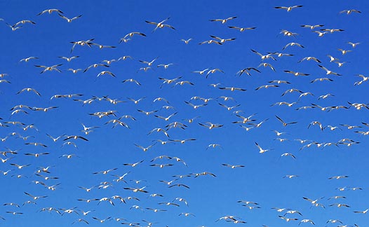 Big Flock Of Snow Geese 72630