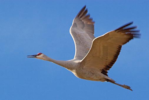 Sandhill Crane 73166