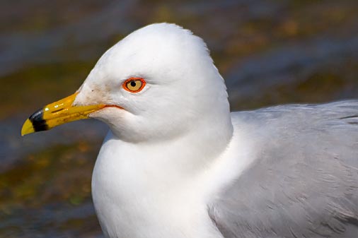 Ring-billed Gull Closeup 87805
