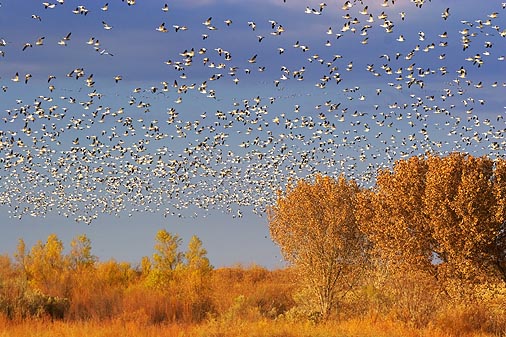 Snow Geese Fly-Out 73219