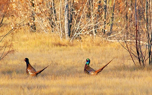 Two Pheasants 73485
