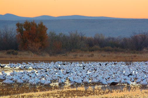 Snow Geese At Sunrise 73407