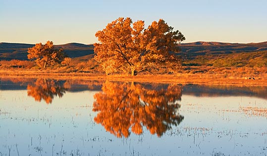 Tree At Sunrise 73842