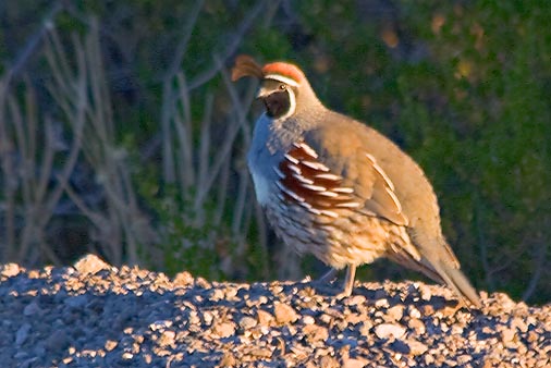 Gambels Quail 73866 (crop)