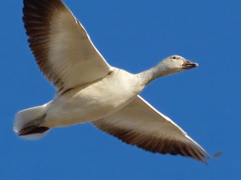 Snow Goose In Flight 72678