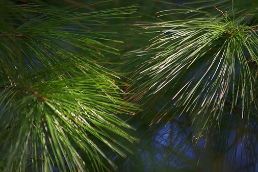 Pine Needles 20080502