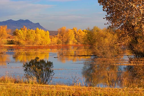 Bosque del Apache 73496