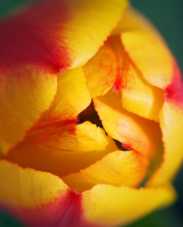 Opening Tulip Closeup 88139