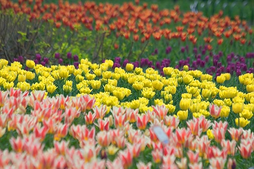 Tulips 88175