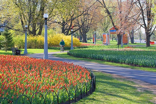 Tulip Festival Scene 88531