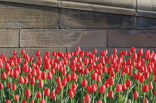 Parliament Hill Tulips 88369