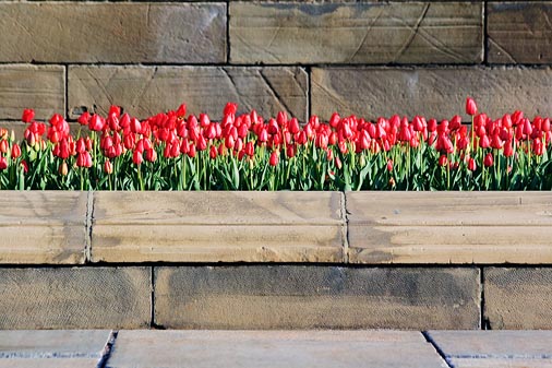Parliament Hill Tulips 88365