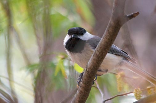 Black-capped Chickadee 88830