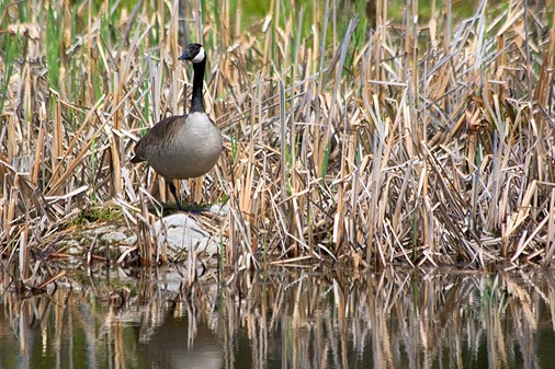 Goose On A Rock 88838
