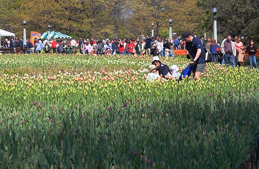 Tulip Festival 89079