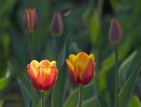 Sunstruck Red & Yellow Tulip 88990