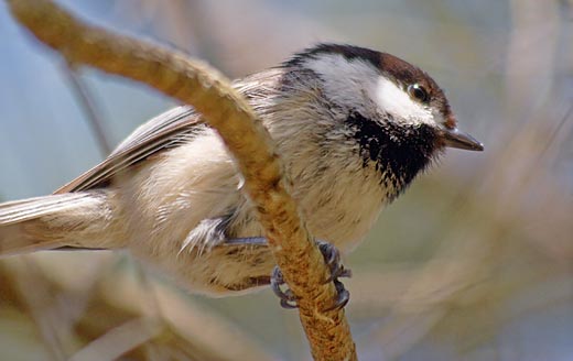 Black-capped Chickadee 89123