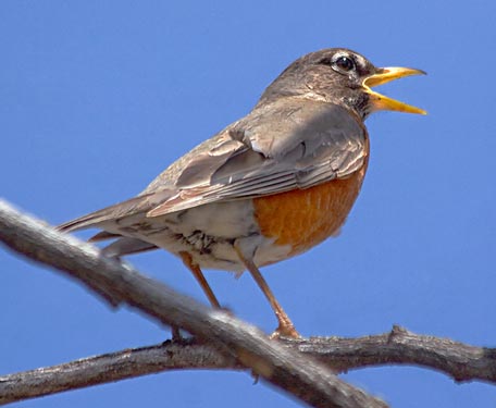 American Robin Singing 89134