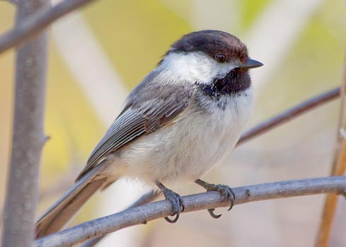 Black-capped Chickadee 89142