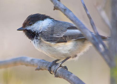 Black-capped Chickadee 89138