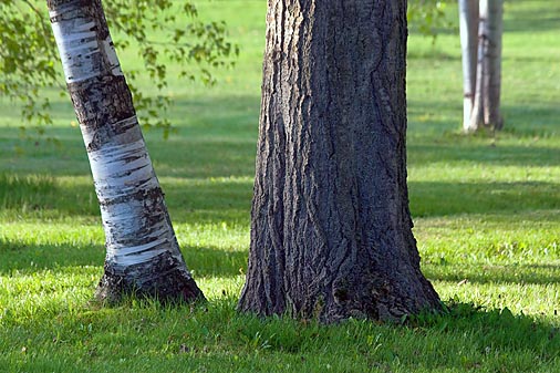 Tree Trunks 89214