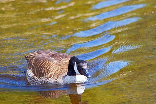 Swimming Canada Goose 89173