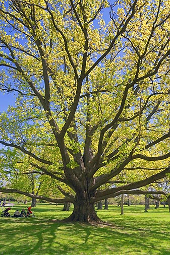 Big Old Tree 89328