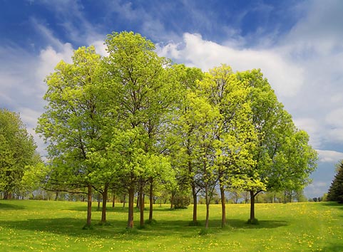 Stand Of Trees 20080517