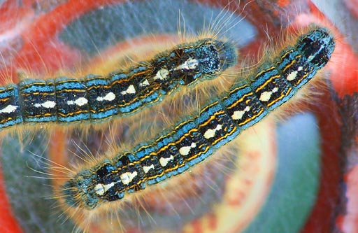 Caterpillars On Tap 20080521