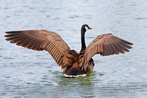 Goose Feathers 13269
