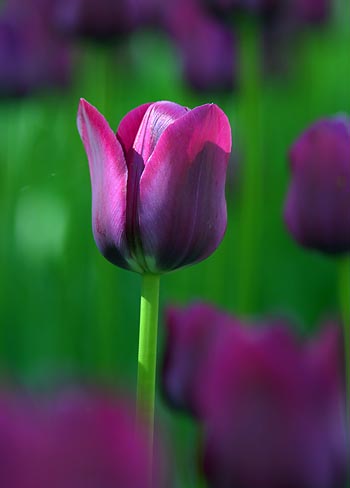 Sidelit Purple Tulip 13226