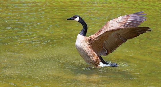 Stretching Its Wings 13273