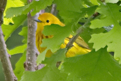Hiding Yellow Warbler 13311 (crop)