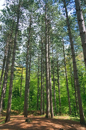 Pinhey Forest Scene 13380