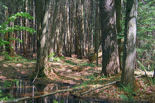 Pinhey Forest 13369