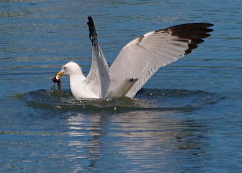 Gull With A Catch 13441