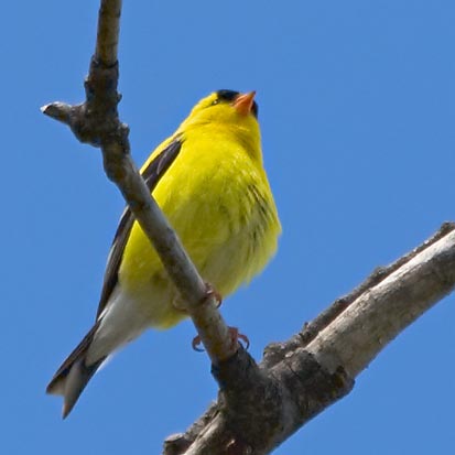 American Goldfinch 13568 (crop)
