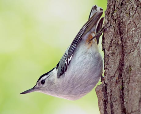 White-breasted Nuthatch 20080527