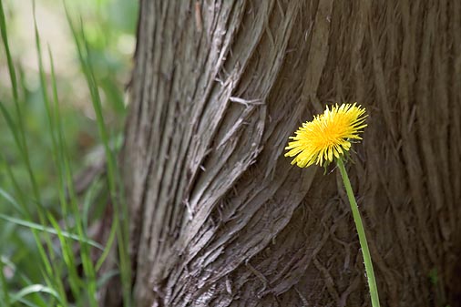Dandelion Beside A Tree 13635