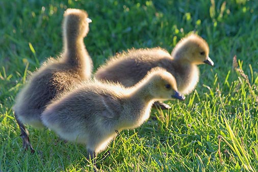 Backlit Goslings 13716