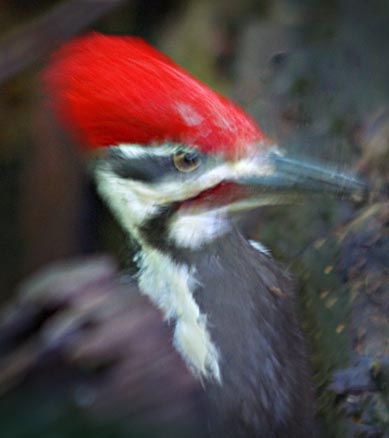 Pileated Woodpecker 20080531
