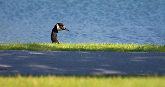 Goose Head 13777